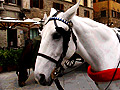 Tuscan horse